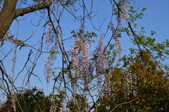 Wisteria sinensis