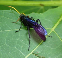 Gnamptopelta obsidianator