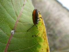 Tetraopes tetrophthalmus