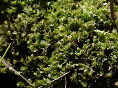 Blasia pusilla