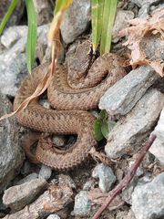 Vipera berus