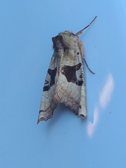 Phlogophora periculosa