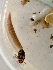 Platambus maculatus