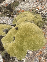 Thylacospermum caespitosum