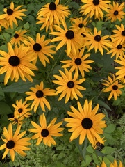 Rudbeckia