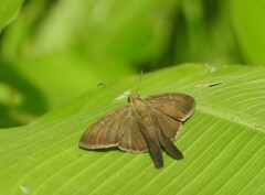 Eudaminae