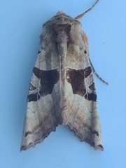 Phlogophora periculosa