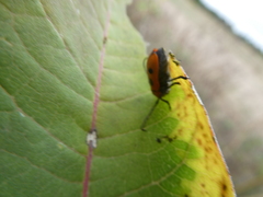 Tetraopes tetrophthalmus