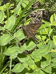 Thorybes dorantes dorantes