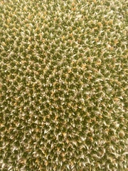 Thylacospermum caespitosum