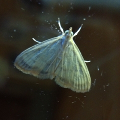 Crocidophora tuberculalis