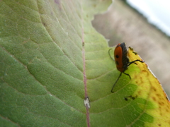 Tetraopes tetrophthalmus