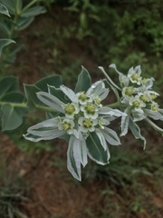 Euphorbia marginata
