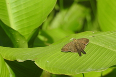 Eudaminae