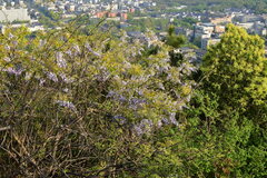 Wisteria sinensis