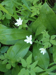 Clintonia uniflora