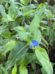 Commelina erecta