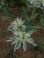 Euphorbia marginata