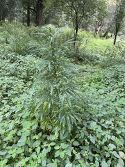 Cannabis sativa