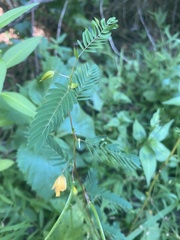 Chamaecrista
