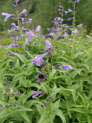 Nepeta sibirica
