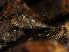 Phyllonorycter strigulatella