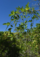 Gymnanthera oblonga