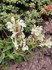 Scutellaria supina