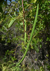 Gymnanthera oblonga
