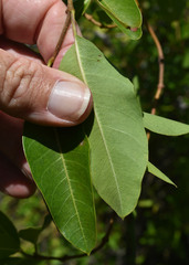 Gymnanthera oblonga