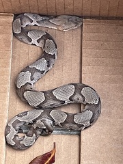 Agkistrodon contortrix