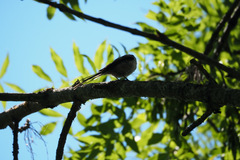 Aegithalos caudatus
