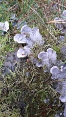 Peltigera canina
