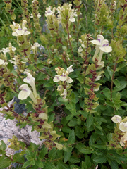 Scutellaria supina