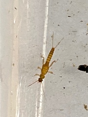 Plecoptera