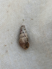 Cochlicella acuta