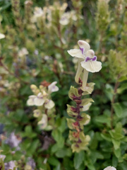 Scutellaria supina