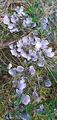 Peltigera canina