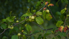 Malus sylvestris