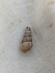 Cochlicella acuta