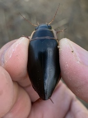 Dytiscus marginalis