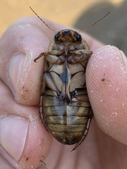 Dytiscus marginalis