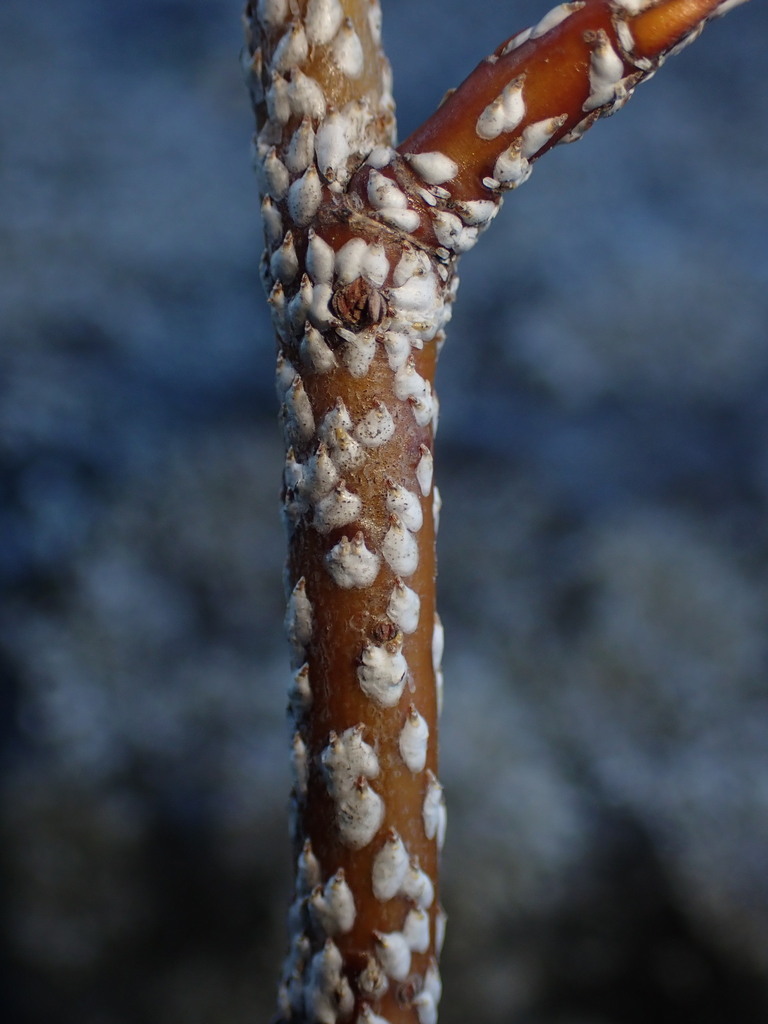 Diaspidinae