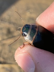 Dytiscus marginalis