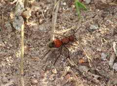 Dasymutilla nigripes