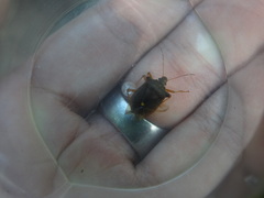 Pentatoma rufipes