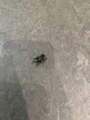 Gryllus