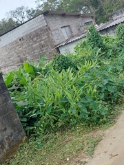 Hedychium coronarium