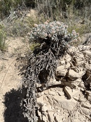 Eriogonum pauciflorum