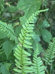 Asplenium platyneuron